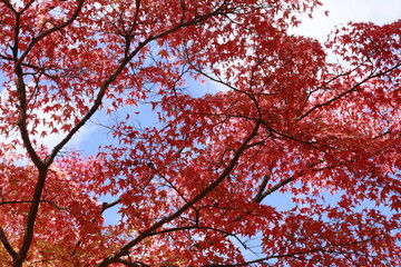 空と紅葉