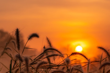 Grass flower in the morning at sunrise with golden sunshine. Flower field in rural. Orange meadow...