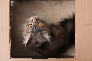 Adorable Maine Coon cat in cardboard box at home, top view