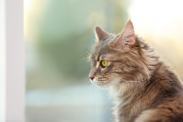 Adorable Maine Coon cat near window at home. Space for text