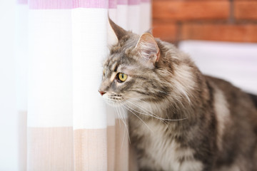 Adorable Maine Coon cat at home. Space for text