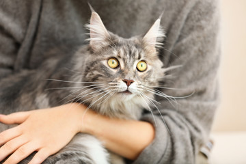 Woman with adorable Maine Coon cat, closeup. Home pet