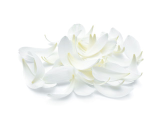 white lotus petal isolate on white background