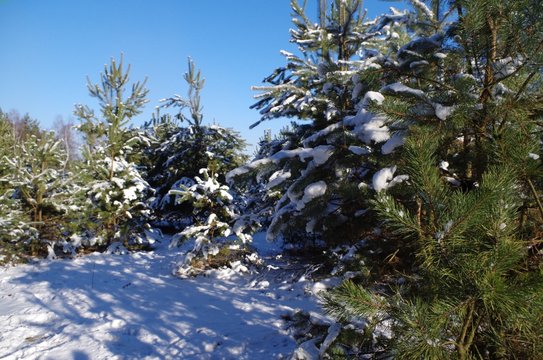 zima, śnieg,,choinki, niebo błękit, mr&oacute;z ,las,j odła