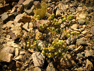 moss on stone