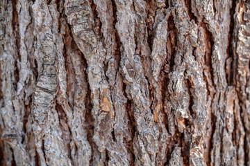 Background texture of tree bark. Skin the bark of a tree that traces cracking.