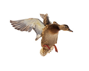 Duck in flight isolated on white background