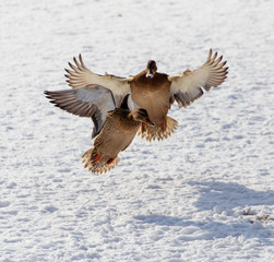 Duck in flight over white snow in winter