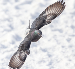 Dove flying in the city
