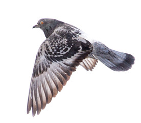 Dove in flight isolated on white background