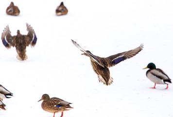 Duck in flight over white snow in winter