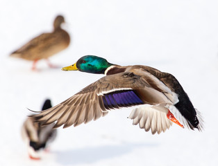 Obraz premium Duck in flight over white snow in winter