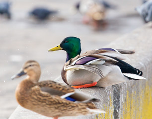 Duck on the road in the park in winter