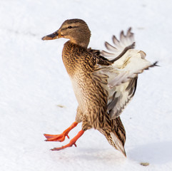Duck in flight over white snow in winter