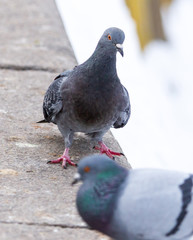 Dove on the road in the city in winter