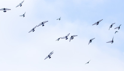 A flock of pigeons in flight against the sky