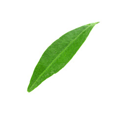 Fresh green tangerine leaf on white background