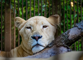 Portrait of a white lioness close-up on a blurred background
