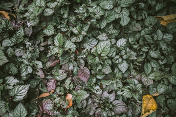 Flat lay view of green leaf background with vintage filter