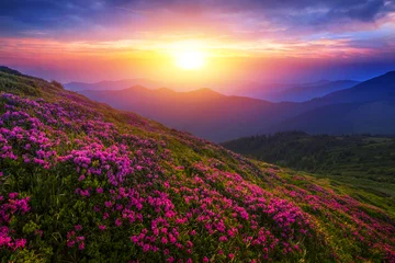 Fotobehang Slaapkamer scenic summer dawn floral image, amazing mountains landscape with blooming  flowers at morning sunrise, scenic nature scenery, Carpathians, border Ukraine - Romania,  Europe , Marmarosy  © Rushvol