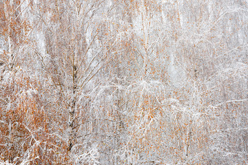 Birch with orange leaves covered by snow during a cold winter day