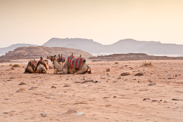 Fototapeta premium Camels in the desert