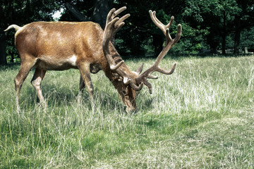 Naklejka na ściany i meble Deer in Richmond Park