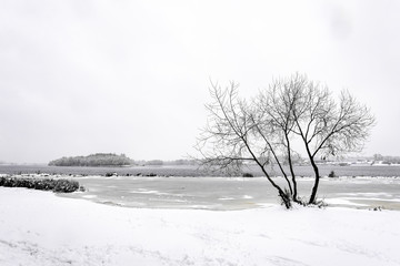A willow close to the Dnieper river in Kiev, Ukraine, during winter