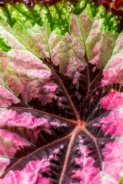 Colorful Begonia Rex, King Begonia Casey Corwin leaf texture background, close-up view, selective focus