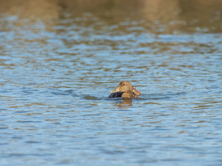 Eider Duck ( Somateria mollissima )