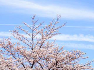春　満開の桜