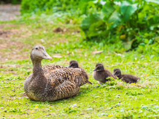 Eider Duck ( Somateria mollissima )
