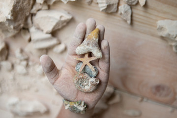 Educational fossils in the palm after archaeology session