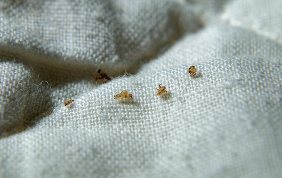 Pubic lice on bedding