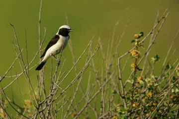 Pied Wheatear / Oenanthe pleschanka