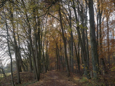 Lörrach. Tüllingerberg, Entlang des Wald kann man bis nach Ötlingen wandern © Marc
