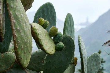Mountain landscape in the background of cactus.
