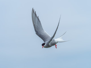 Artic tern.  Inner Farne Islands.