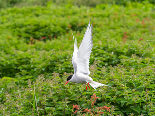 Artic tern.  Inner Farne Islands.