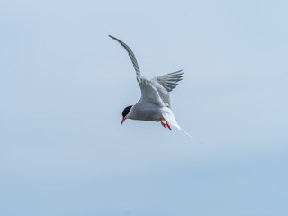 Artic tern.  Inner Farne Islands.