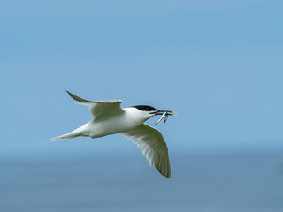 Fototapeta premium Artic tern,. Inner Farne Islands.