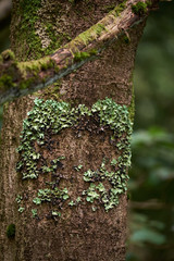 Beautiful forest on a rainy day.Hiking trail. Anaga Rural Park - ancient forest on Tenerife, Canary Islands.
