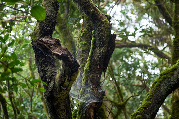 Beautiful forest on a rainy day.Hiking trail. Anaga Rural Park - ancient forest on Tenerife, Canary Islands.