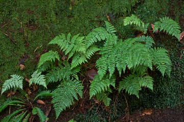 Beautiful forest on a rainy day.Hiking trail. Anaga Rural Park - ancient forest on Tenerife, Canary Islands.