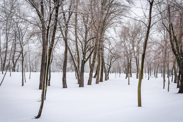 Trees in the Natalka park, close to the Dnieper river in Kiev, Ukraine