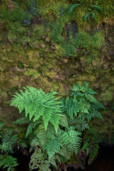 Beautiful forest on a rainy day.Hiking trail. Anaga Rural Park - ancient forest on Tenerife, Canary Islands.