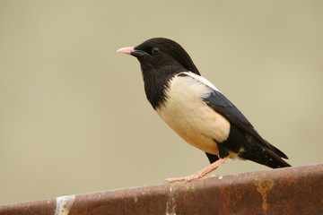 Rosy Starling / Pastor roseus