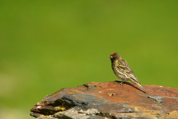 Fire-fronted Serin / Serinus pusillus