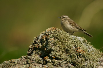 Water Pipit / Anthus spinoletta