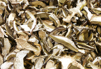 background of edible mushroom porcines